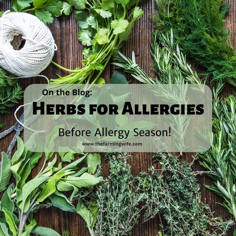 Navigating through allergy season can be a daunting task for many. The sneezing, watery eyes, and constant itch can drive anyone to distraction. Fortunately, Mother Nature offers a bounty of herbs that can help alleviate these symptoms. Today, let's talk about some herbs for allergy relief like Nettle, Rosemary, Pearly Everlasting, Goldenrod, and a few others that are not only effective but can also thrive in your garden or the wild. Herbs For Sinuses, Allergy Tincture Recipe, Herbs For Allergies, Pearly Everlasting, Black Drawing Salve, Remedy For Sinus Congestion, Home Remedies For Sinus, Natural Antihistamine, Tinctures Recipes