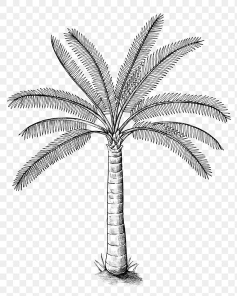 Hand drawn a palm tree | free image by rawpixel.com / Noon Coconut Tree Sketch, Palm Sketch, Palm Tree Coconut, Travelers Palm, Peacock Coloring Pages, Tree Sketch, Photoshop Png, Tree Palm, Fruit Coloring Pages