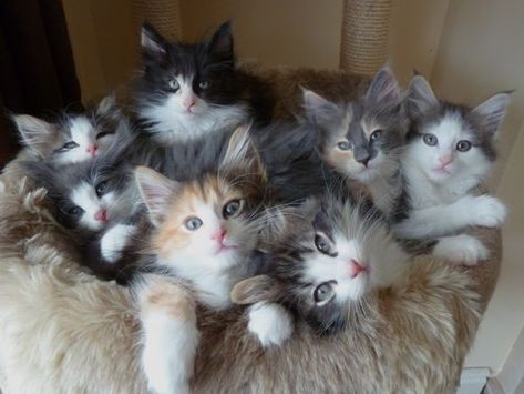 Cutest Kitten Breeds, Types Of Kittens, Norwegian Forest Kittens, Norwegian Cat, Kitten Breeds, Image Chat, Norwegian Forest, Adorable Kitten, Forest Cat