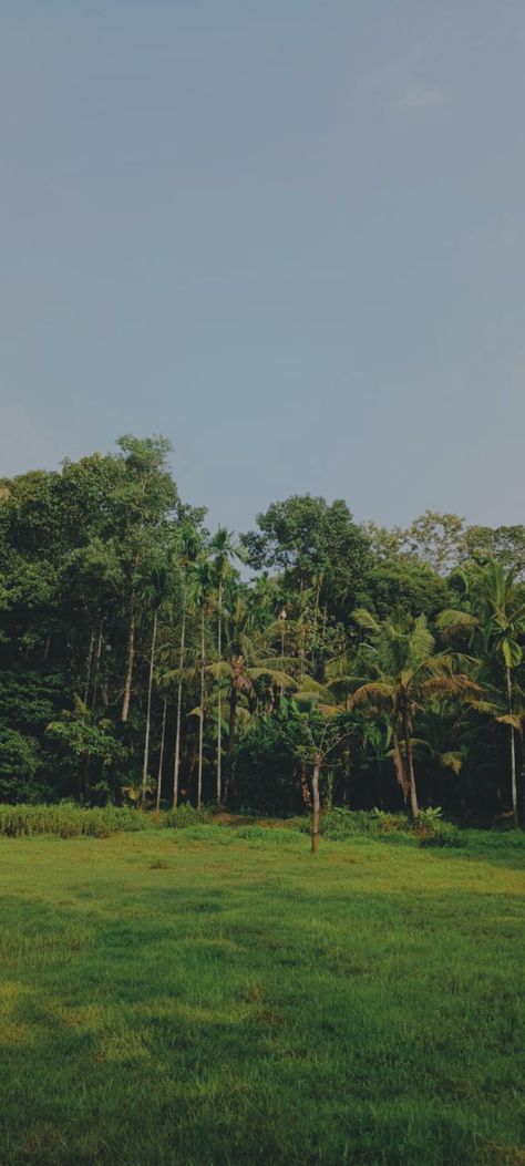 Kerala | trees | fields | nature Kerala, Trees, Quick Saves, Nature