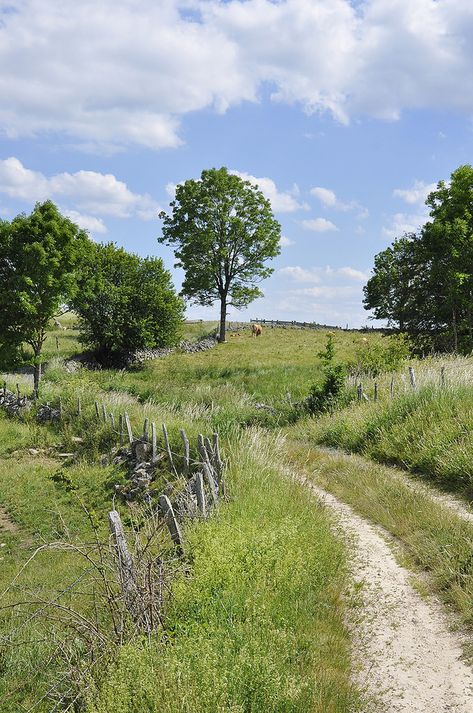 Country Roads Paintings, Road Photos, Summer Countryside, Country Nature, France Aesthetic, Country Lane, Country Landscape, Country Roads Take Me Home, Country Scenes