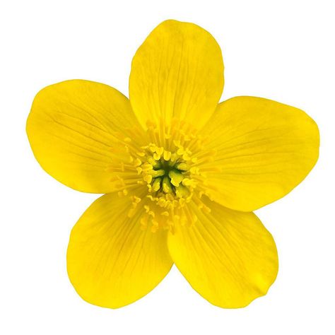 What Does A Buttercup Flower Look Like? 10+ Popular Types Persian Buttercup, Marsh Marigold, Buttercup Flower, Yellow Blossom, Marigold Yellow, Flower Names, Soil Improvement, Flowers Perennials, Vibrant Flower