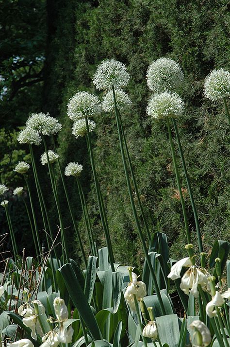 Mount Everest Ornamental Onion (Allium 'Mount Everest') at Make It Green Garden Centre Plants As Gifts, Deck Patio Furniture, Ornamental Onion, Globe Flower, Onion Flower, Full Size Photo, Tall Flowers, Garden Centre, Herbaceous Perennials