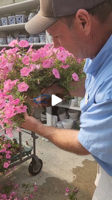 Andy's Creekside Nursery on Instagram: "Today Andy teaches us how to care for our Petunia Hanging Baskets. #biggerblooms #allseasoncolor. Stop in and we’ll help you with all your gardening needs. #fertilizerfriday #fertilome #supertunia #andyscreeksidenursery #plantsomethingal  #vestaviahills  #provenwinner #greenhouse  #hangingbaskets" Petunia Hanging Baskets, Petunia Care, Plant Tips, Plants For Hanging Baskets, Flower Care, Garden Tips, Petunias, Hanging Baskets, Container Gardening