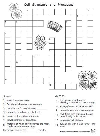 Are you studying Cells this year in Science? Don't miss these free printable worksheets for elementary through high school. :: www.thriftyhomeschoolers.com Cell Worksheets, Science Cells, Cells Worksheet, Puzzle Worksheet, Biology Worksheet, Biology Classroom, 7th Grade Science, High School Biology, Cell Cycle