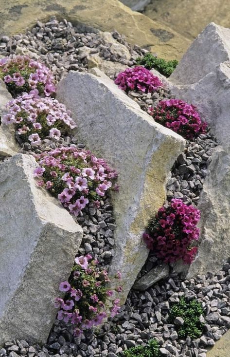 Ideas Para Decorar Jardines, Garden Landscaping Design Ideas, Dry Stream, Landscaping Decor, Rockery Garden, Basement Window, Alpine Garden, Rock Garden Plants, Rock Garden Design