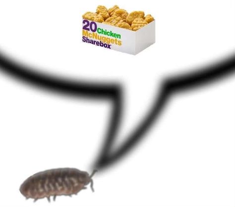 Woodlice, Pill Bug, Chicken Mcnuggets, Hi Welcome To Chili's, Cool Bugs, Arthropods, Silly Images, Silly Animals, Bugs And Insects