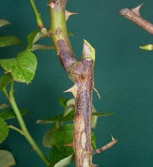 Rose Diseases, Pruning Roses, Healing Garden, Rose Care, Urban Agriculture, Disease Symptoms, Rose Stem, Growing Roses, Planting Roses