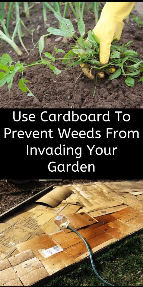 Garden Preparation, Her Vows, Berry Garden, Garden Weeds, Home Vegetable Garden, Organic Gardening Tips, Food Garden, All 50 States, High Life