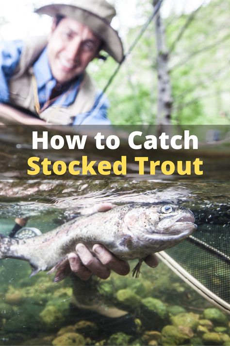 How To Catch Trout, Golden Trout, Fish Information, Rainbow Trout Fishing, Cutthroat Trout, Diy Fishing Lures, Trout Fishing Tips, Trout Bait, Fishing Hacks