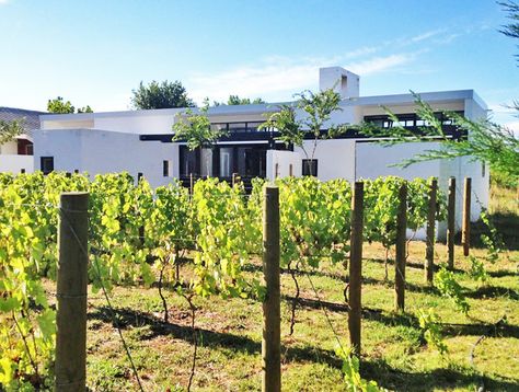 Backyard Vineyard, Grape Trellis, Small Home, Living Design, South Africa, Beach House, Farmhouse, Building, Plants