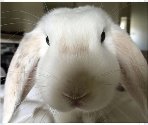 Bunny Selfie :) Silly Bunny Pictures, Rabbit Funny Face, Bunny Selfie, Aesthetic Bunny Photos, Bunny With Sunglasses, Rabbit Lover, Animals, Quick Saves