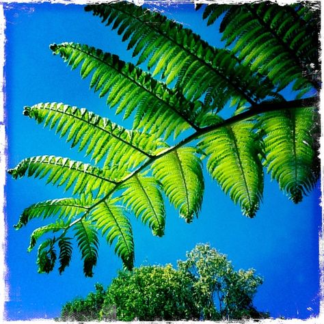 Punga tree frond in our yard on a glorious day in Auckland Punga Tree, Mosaic Ideas, Auckland, Plant Leaves, Wedding Flowers, Mosaic, Favorite Places, Yard, Plants