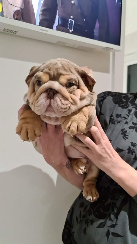 Bulldogs Puppies, Puppy Bulldog, Cute Bulldog Puppies, Bulldog Pics, Cute Dogs Images, Very Cute Puppies, Puppy Day, National Puppy Day, Bulldog Puppies For Sale