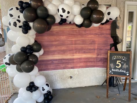 Cow Print Graduation Party, Cowboy Balloon Garland, Western Graduation, Cow Print Balloons, Western Theme Party, Graduation Theme, 17th Birthday, Black And White Background, Western Theme