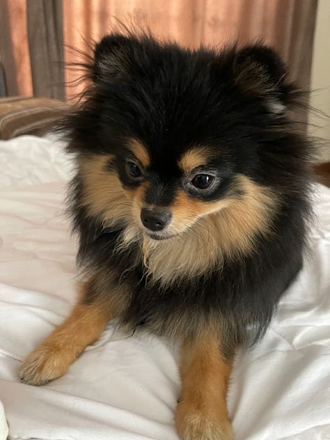 Black And Brown Pomeranian, Brown Pomeranian, Dr Pets, Japanese Spitz Dog, Black Pomeranian, Spitz Dogs, Japanese Spitz, Pomeranian Dog, Pomeranian Puppy