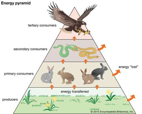 trophic pyramid | Definition & Examples | Britannica Pyramid Template, Science Food Chains, Ecosystem Activities, Food Chain Activities, Ecological Pyramid, Trophic Level, Flow Diagram, Energy Pyramid, Forest Ecosystem