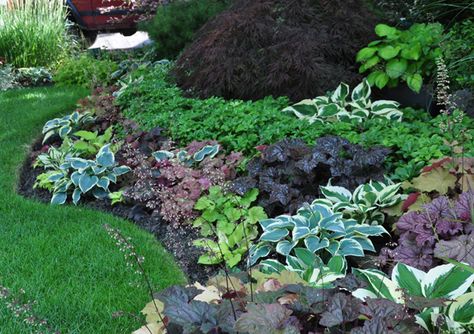 This homeowner has mixed different colored heuchera and hostas in a way that I haven t quite seen before.  Though there isn't that much in flower, it is still colorful. Lilac Shrub, Shade Garden Plants, Hosta Gardens, Coral Bells, Side Garden, Have Inspiration, Woodland Garden, Backyard Fences, Perennial Garden