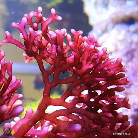 This beautiful red marine algae is a great addition for the Marine Aquarium Seahorse Tank, Ocean Plants, Simple Wedding Cards, Marine Plants, Marine Algae, Underwater Painting, Fun Fact Friday, Sea Plants, Underwater Art