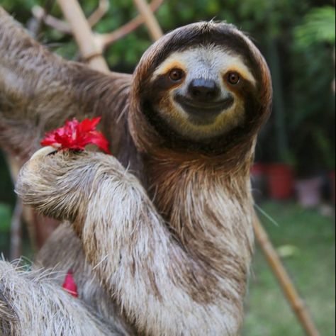 40 Adorable Sloth Pictures You Need in Your Life | Reader's Digest A Sloth, Sloth, Animals, Red