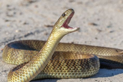 "Snake hunter" bitten by tiger snake is facing multiple organ failure Tiger Snake, Eye Function, Venomous Snake, Science Stories, Snakebites, Snake Venom, Reptile Snakes, Global Health, Snake Bites