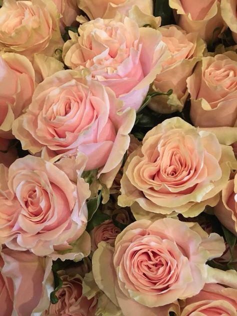 Pink Mondial Rose Colors, Rose Color, Pink Roses, Roses, Interior Design, Flowers, Pink, Quick Saves, Color