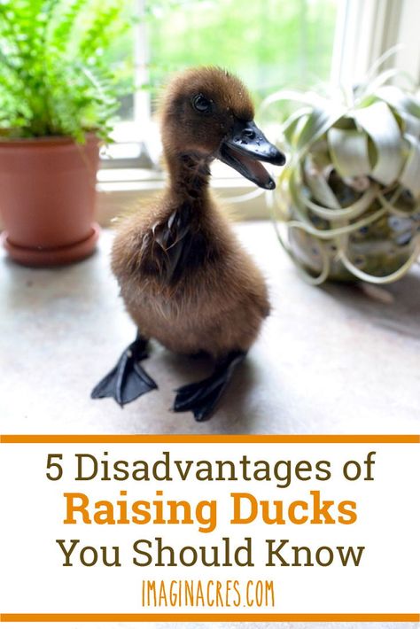 Best Ducks For Homestead, How To Raise Ducks For Eggs, Raising Ducks For Eggs, How To Care For Ducklings, Indian Runner Ducks Care, Owning Ducks For Beginners, How To Care For Ducks, Duck Care For Beginners, Duck Essentials