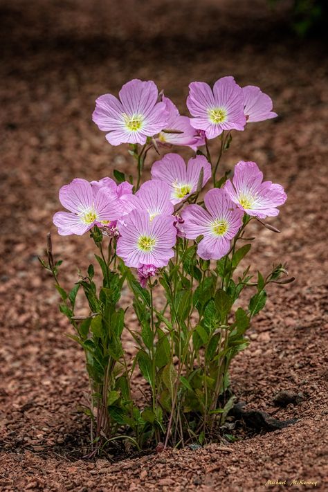 When, Where and How to Grow Mexican Evening Primrose - Dengarden - Home and Garden Evening Primrose Flower, Primrose Plant, Wallpaper Flower, Moon Garden, Cold Frame, Wildflower Garden, Pink Lady, Evening Primrose, Plant Species