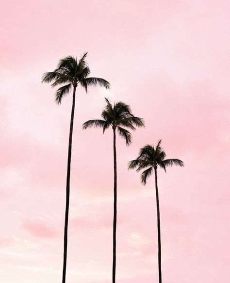 Palme 39D Pink Beach, Pink Aesthetic, Palm Tree, Palm Trees, Coconut, Trees, Pink, Instagram