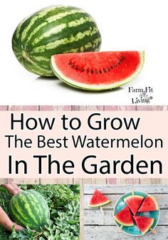 Is your mouth already watering for juicy sweet watermelon? Here's my best tips for how to grow the best watermelon in the garden. Growing Watermelon From Seed, Types Of Watermelon, Harvesting Carrots, Watermelon Vines, Best Watermelon, How To Grow Watermelon, Watermelon Nutrition Facts, Watermelon Plant, Garden Farm