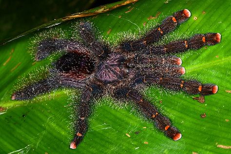 Pink-toed tarantula (Avicularia avicularia)@@ Pink Toed Tarantula, Avicularia Avicularia, Unique Spiders, Pet Tarantula, Poisonous Spiders, Creepy Crawlers, Plant Fungus, Pink Nature, Pink Toes