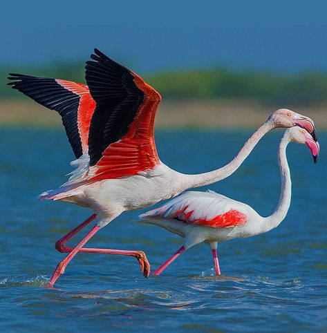 Greater Flamingo . . . #your_best_birds #nuts_about_birds #planetbirds #bb_of_ig #bestbirdshots #featured_wildlife #ip_birds #birds_adored… Greater Flamingo, Flamingo Pictures, Flamingo Tattoo, Wild Duck, Birdwatching, Sea Birds, Pretty Birds, Narnia, Bird Feathers