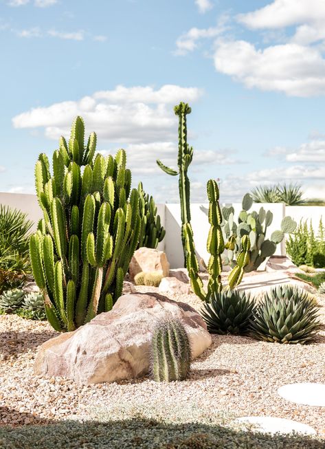 Saguaro — Adore Home Magazine Cactus Front Garden, Cactus Landscaping Front Yards, Cactus Backyard, Desert Landscaping Front Yard, Palm Springs Garden, Cactus Garden Design, Desert Landscape Design, Boulder Garden, Succulent Rock Garden