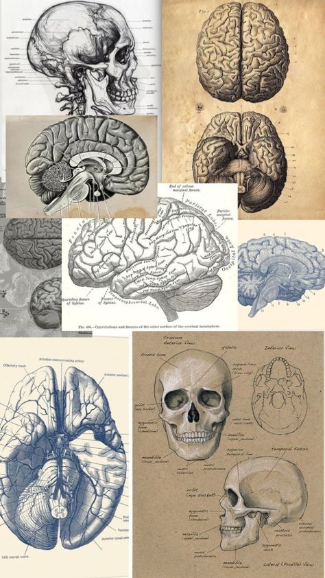 Brain Anatomy Drawing Aesthetic, Wallpaper For Nerds, Medical Anatomy Drawing, Anatomy Astethic, Human Anatomy Wallpaper, Neurology Wallpaper, Neuro Wallpaper, Human Anatomy Aesthetic, Medicine Art Anatomy