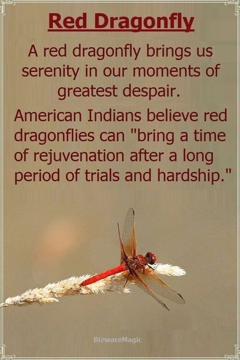 Red Dragon Fly Spiritual Meaning, Red Dragonfly Spiritual Meaning, Red Dragonfly Meaning, Red Dragonfly Tattoo, Dragonfly Meaning Spiritual, Dragonfly Facts, Animal Totem Spirit Guides, Dragonfly Meaning, Dragonfly Symbolism