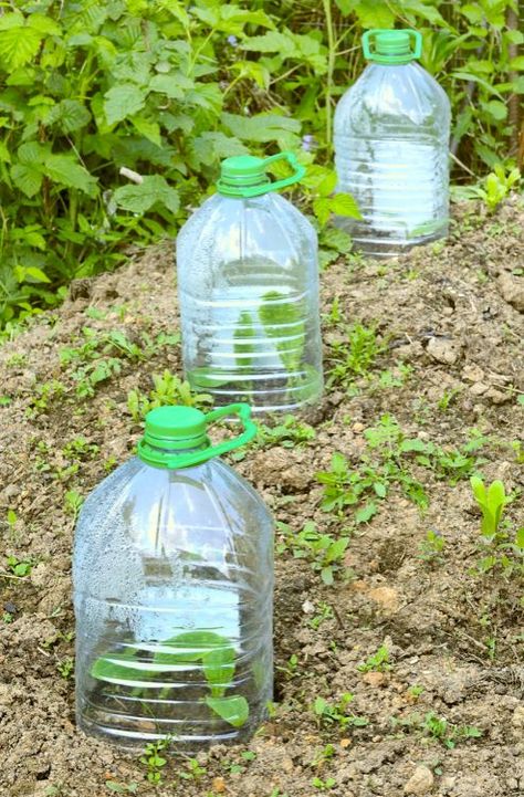 Save your plastic bottles – you're gonna need them for your garden Using Plastic Bottles In The Garden, Water Bottle Garden Ideas, Diy Watering Can From Plastic Bottle, Repurpose Plastic Bottles, How To Reuse Plastic Bottles, Bottles In Garden, Reusing Plastic Water Bottles, Garden Upcycle, Professor Sprout