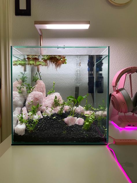 Betta Fish Tank Fake Plants, Marimo Tank Ideas, Crystal Betta Tank, Asian Aquarium Ideas, Fish Tank At Home, Girly Aquarium Ideas, Interior Design Fish Tank, 5.5 Gallon Fish Tank Ideas, Cute Fish Tanks Ideas