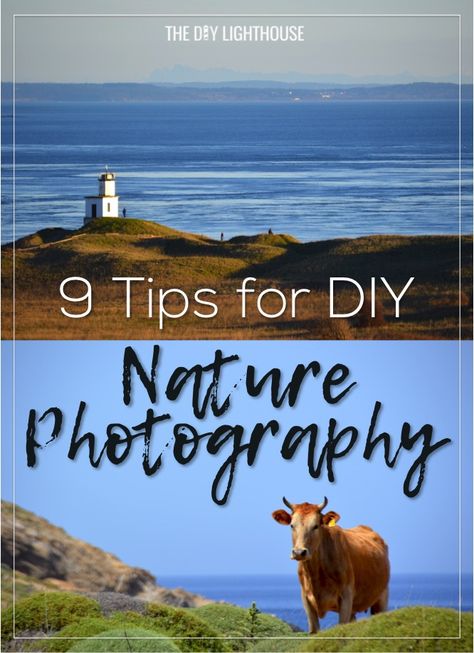 Tips for Beginner photographers on DIY Nature photography- capture professional-quality photos without buying a super expensive camera! Just these few tips can get you started. Diy Lighthouse, Wildlife Photography Tips, Outdoor Photography Tips, Diy Nature, Newborn Photography Tips, Photography Inspiration Nature, Nature Photography Tips, Film Photography Tips, Travel Photography Tips