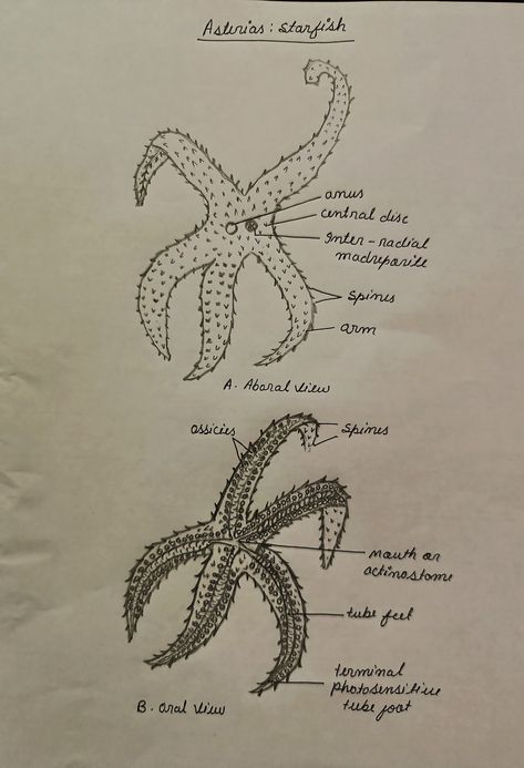 Asteria: starfish Star Fish Drawings, Starfish Drawing, Marine Science, Fish Drawing, Dream Place, Fish Drawings, Star Fish, Zoology, Starfish