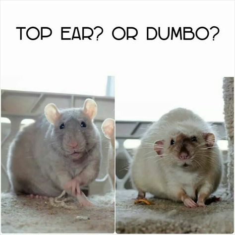 Rat ear varieties Rat Reference, Rat Care, Hamster Care, Funny Rats, Rat Cage, Fancy Rat, A Rat, Cute Rats, Mouse Rat