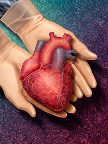 Human heart in surgeon's hands. Earth Day Drawing, Heart Doctor, Heart Surgeon, Donate Life, Resident Assistant, Organ Transplant, Organ Donation, Bypass Surgery, Heart Surgery