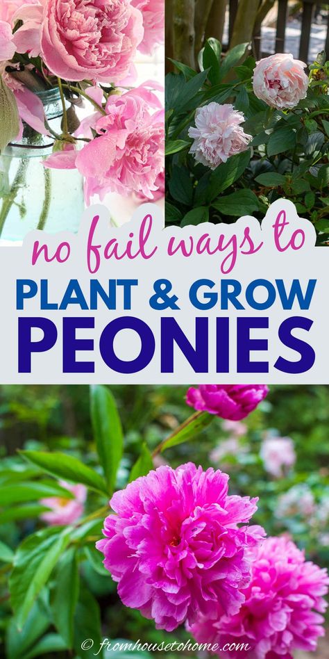 How To Grow Peonies, Grow Peonies, Peony Plant, Full Sun Garden, Peony Care, Rosen Beet, Peony Bush, Planting Peonies, Growing Peonies