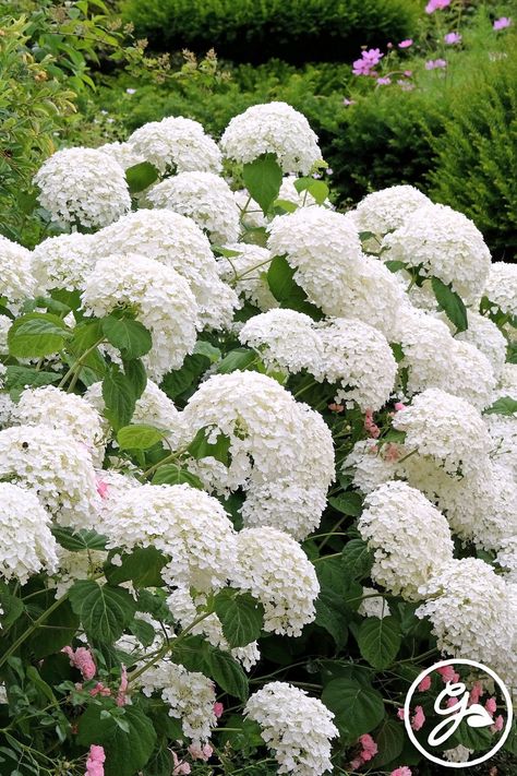 A bold splash of color may add interest – but the right whites infuse brightness, purity and class. Here are 12 of the best white flowers to add to your plot. White Flowers Garden, White Flowering Plants, Hydrangea Not Blooming, Sustainable Garden, Water Plants, All Flowers, Trees And Shrubs, Lawn Care, Cacti And Succulents