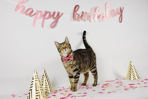 Diy Cat Photoshoot, Cat Birthday Photoshoot, Cat Photoshoot, Barbie Dog, Pet Birthday, 24th Birthday, Gotcha Day, Old Cats, Luxury Pet