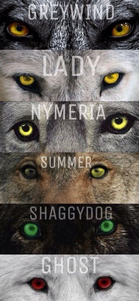 It's true - 9GAG Game Of Thrones Wallpapers, Game Of Thrones Wolves, Dessin Game Of Thrones, Game Of Thrones Tattoo, Game Of Thrones Poster, Game Of Thrones Quotes, Got Game Of Thrones, The North Remembers, Game Of Thrones Funny