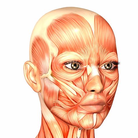 Face Muscles Anatomy, Muscle Diagram, Head Muscles, Muscles Of The Face, Face Anatomy, Zombie Art, Muscle Anatomy, Face Exercises, Diagram Design