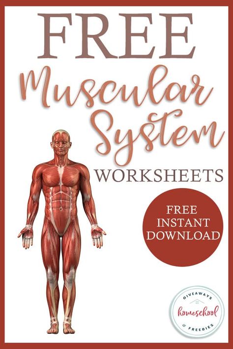 Facebook Twitter Pinterest We have been posting some amazing free resources for learning about the human body. If you are learning about the human body this year, or are planning to study it next year, we have got you covered! There are lots of different systems that make up the human body. This week weRead More Human Anatomy Worksheets, Anatomy Worksheets, Body Systems Worksheets, Human Body Unit Study, The Muscular System, Muscle Diagram, Human Body Worksheets, Free Human Body, Human Body Science