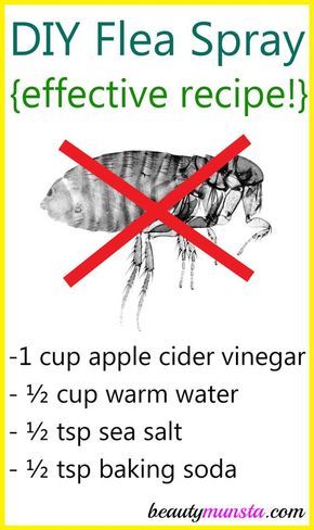 Make this homemade flea spray with vinegar and baking soda to kill fleas on your pets and in the house! Are your dogs infested with fleas? That sucks because these pesky critters can be a pain to get rid of! It’s like you have to constantly use an insecticide on your pets or around the … Diy Flea Spray, Snöflingor I Papper, Homemade Flea Spray, Flea Spray For Dogs, Dog Flea Remedies, Flea Remedies, Pet Remedies, Vinegar And Baking Soda, Flea Spray