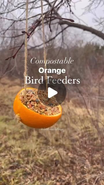 Daniella Esposito on Instagram: "The reel that went viral last year: orange, compostable bird feeder. An annual tradition 🐦🍊🪶

Please keep in mind peanut butter is OPTIONAL!! You could solely just put birdseed in the oranges or mix with suet/gelatin. The biggest problem with this birdfeeder last year was the amount of squirrels it attracted. Did you know that there are bird seeds that squirrels aren’t attracted to?

What you’ll need:

🍊Oranges 
🪶Bird seed
🥜Natural Peanut butter (or suet or gelatin).
🧶Twine 

Directions:

Cut oranges in half and clean insides (we saved the insides for smoothies). Using a small knife or tooth pick, gently poke hole on opposite sides of orange. Using twine, feed through both holes and tie knot of either side to create a hanging string. Now that oranges Bird Feeder Craft, Bird Seed Ornaments, Tooth Pick, Homemade Bird Feeders, Small Knife, Cut Orange, Diy Bird Feeder, Dried Oranges, Enjoy Winter