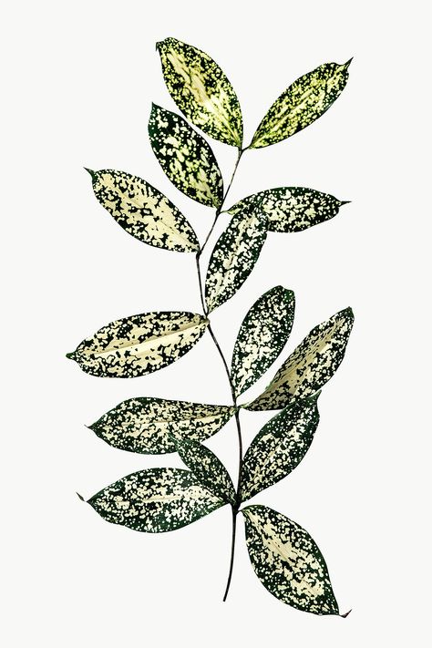 Dot Leaf, Design Pattern Art, Textile Pattern Design, Leaves Design, Digital Borders Design, Flower Art Images, Gold Dust, Flower Branch, Flower Doodles